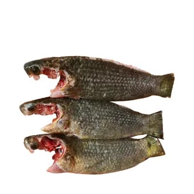 Koi Fish Process