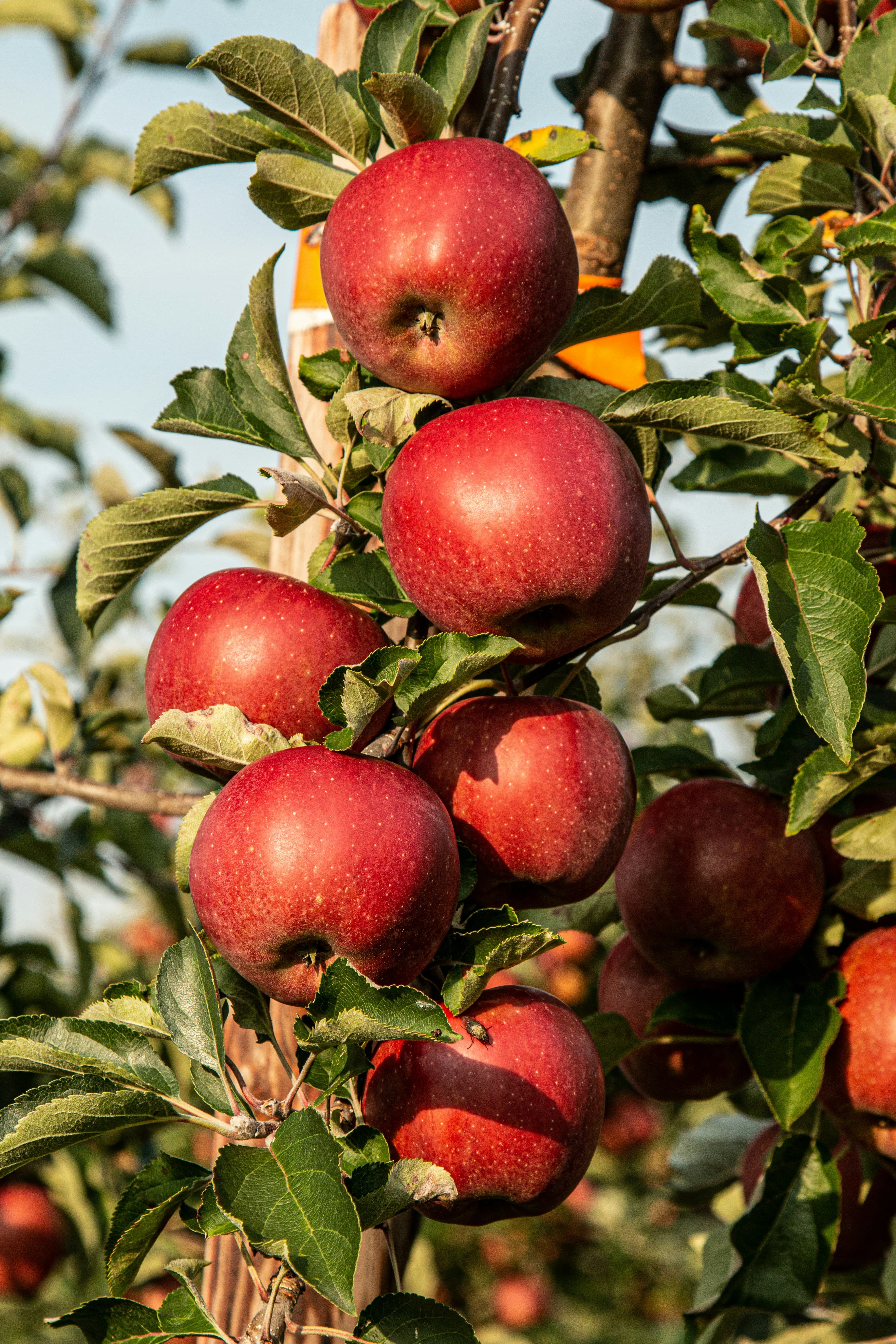 Fresh Red Apple