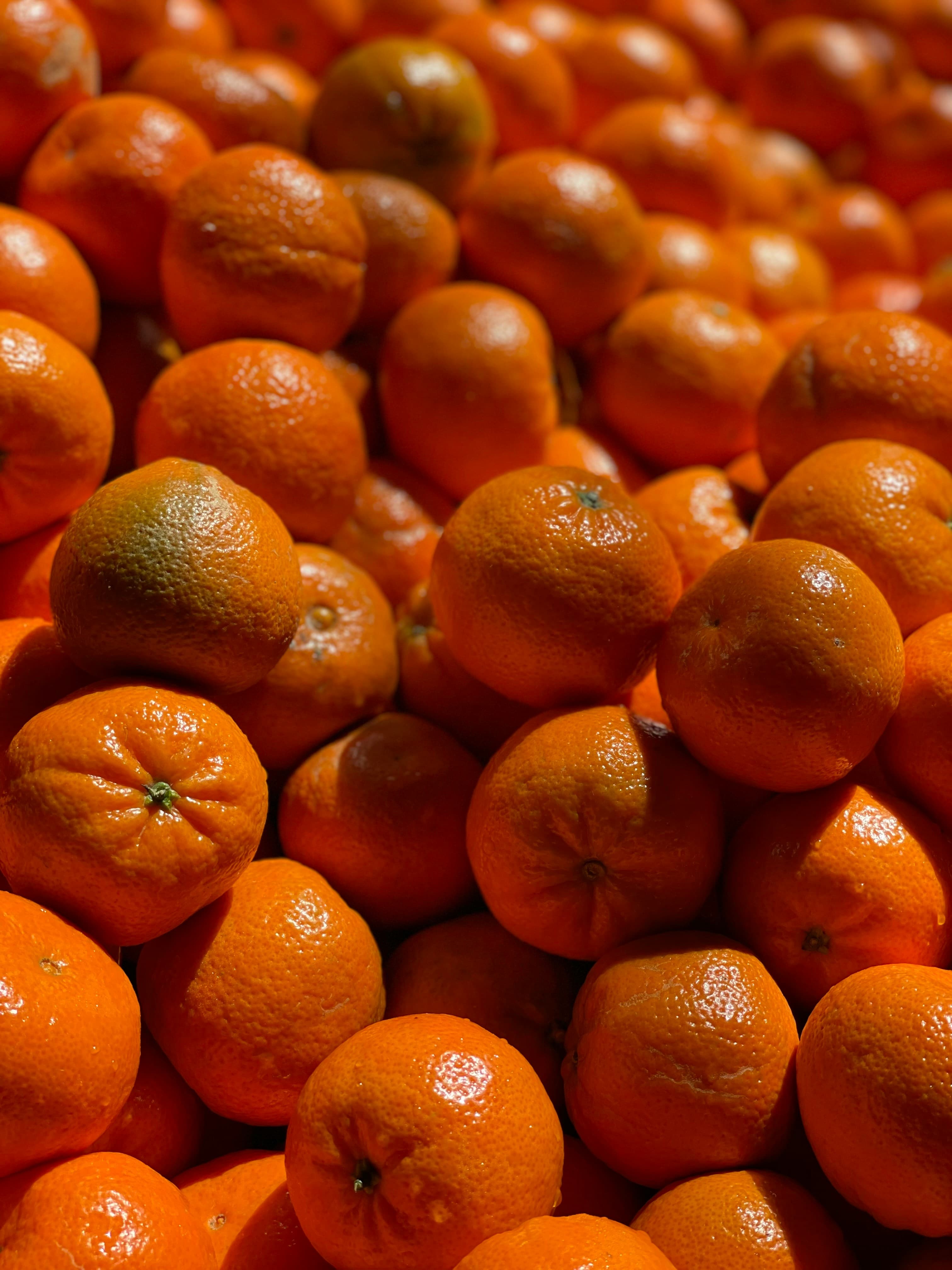 Sweet Navel Orange